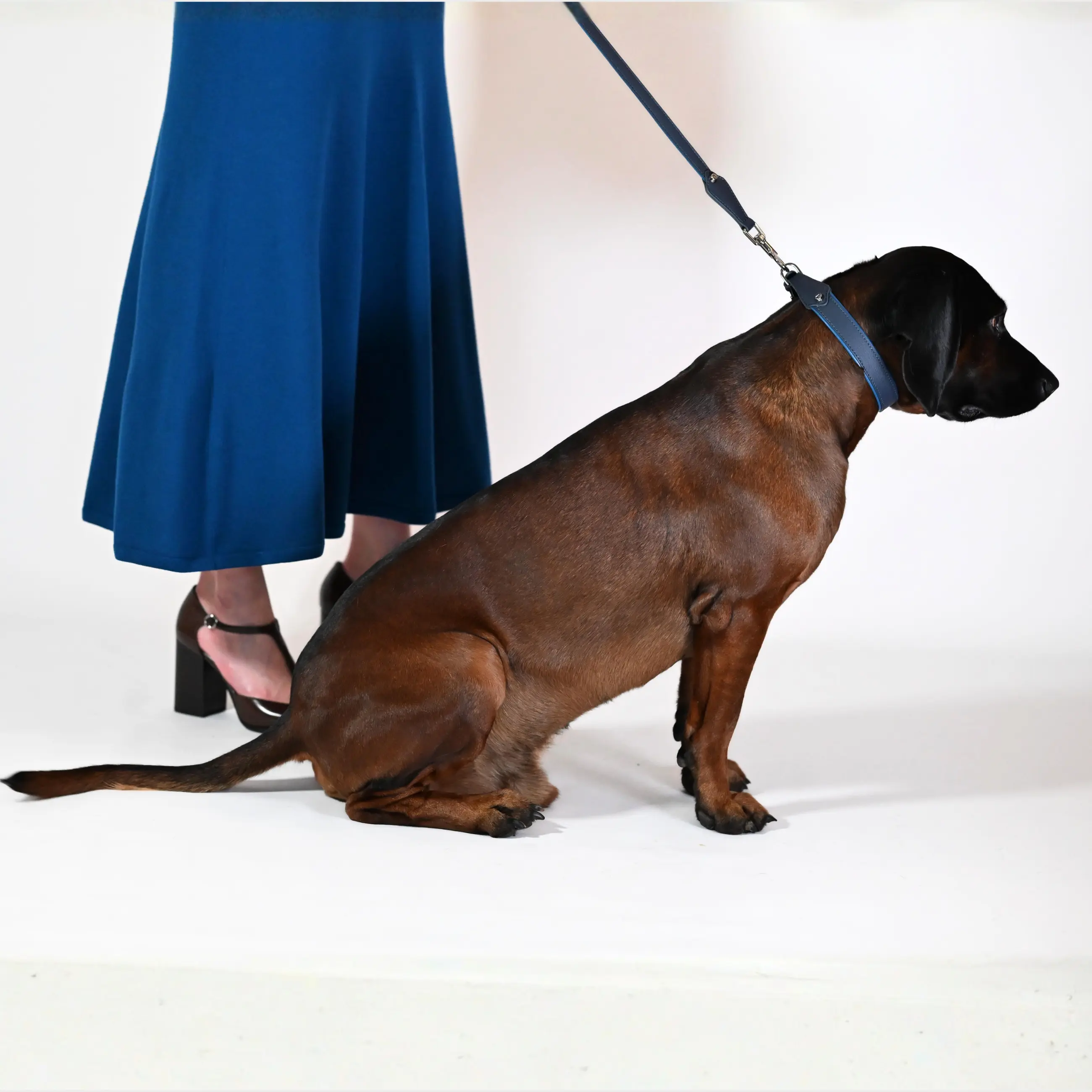 Hand-stitched from grained, cactus-based “leather” in an artisan workshop in the EU. Characterized by Pattmond’s signature shape, distinguished by subtle shifts in width and refined ornamental details. Navy exterior with matching navy stitching and a royal blue lining. Solid brass hardware in silver (D-ring for the leash, buckle and signature logo studs), nickel-free and protected with a durable, polished finish. Adjustable length (see dimensions to choose the best fit for your dog). Available individually or in a set with a matching cactus-based “leather” leash.