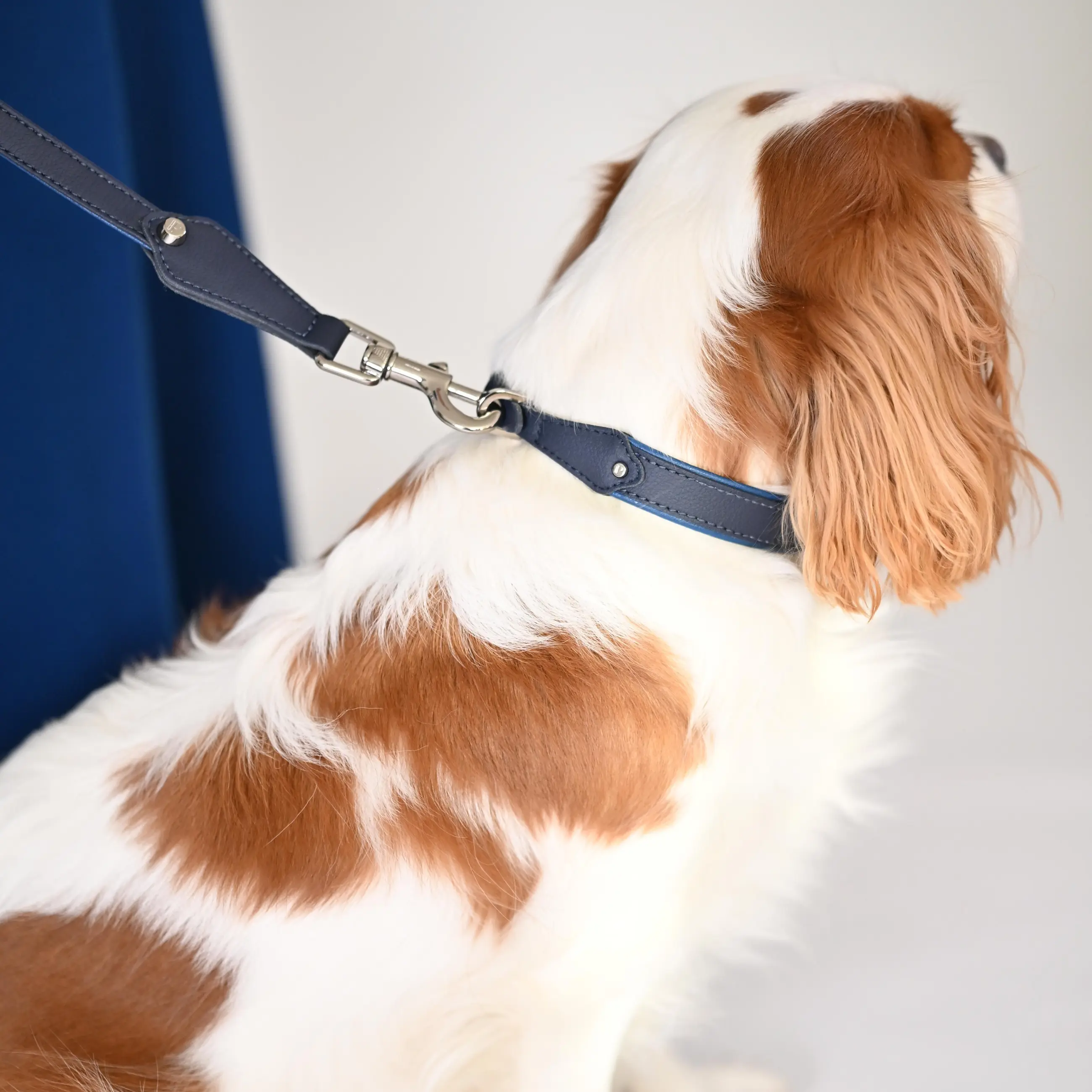 Hand-stitched from grained, cactus-based “leather” in an artisan workshop in the EU. Characterized by Pattmond’s signature shape, distinguished by subtle shifts in width and refined ornamental details. Navy exterior with matching navy stitching and a royal blue lining. Solid brass hardware in silver (D-ring for the leash, buckle and signature logo studs), nickel-free and protected with a durable, polished finish. Adjustable length (see dimensions to choose the best fit for your dog). Available individually or in a set with a matching cactus-based “leather” leash.